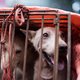 Dan toch geen hondenvlees meer op omstreden Chinees festival?