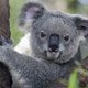 Vlinder steelt de show tijdens fotoshoot met koalabeer