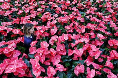 Nertsen in Ven-Zelderheide zijn verdwenen, potplanten komen in hun plaats