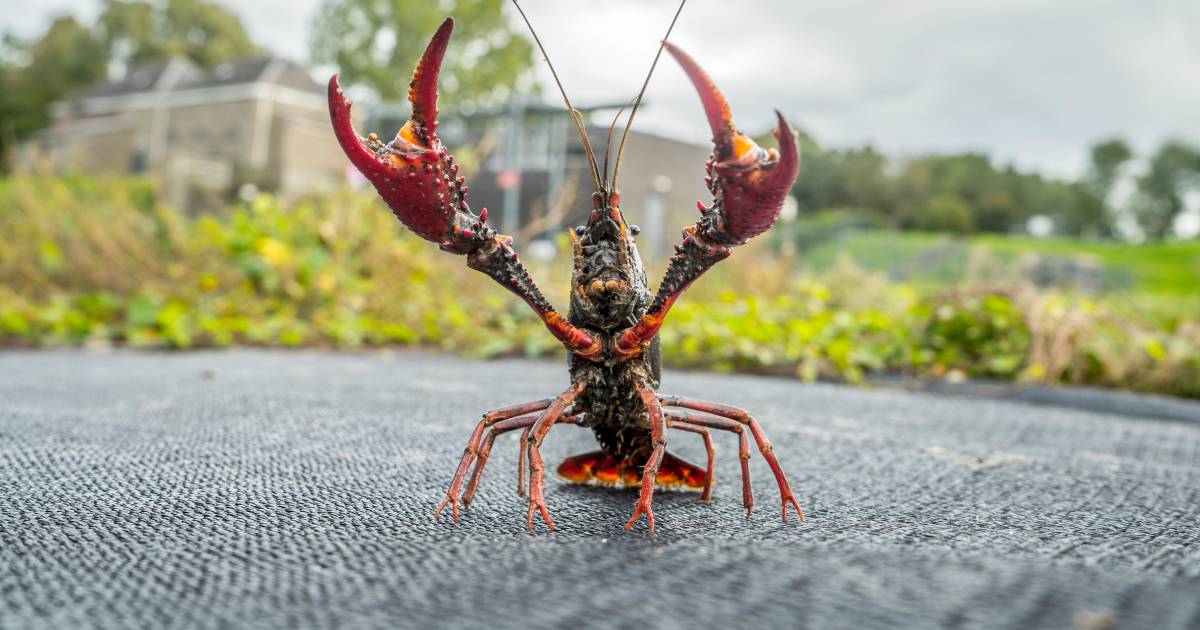 Crayfish Are Easy To Catch But Can You Just Eat Them Cooking Eating Netherlands News Live