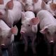 Al 38.000 varkens afgemaakt in China door uitbreidende varkenspestepidemie