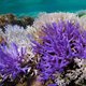 Kleurrijke verbleking van het koraal
