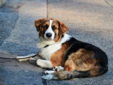 Na de tragische dood van tien honden in pension: hoe haalbaar is vergoeding voor emotionele schade?