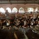 Corona bestrijden met koeienmest? In India winnen bizarre therapieën aan populariteit