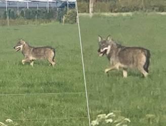 Westhoekwolf lijkt op weg naar Oost-Vlaamse grens, na mislukte poging om Roeselaarse ring over te steken: “Hij zal wellicht een paar weken in het bos rond Beernem blijven”