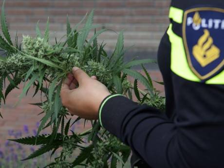 Hennepgeur leidt naar kwekerij, jonge verdachten aangehouden