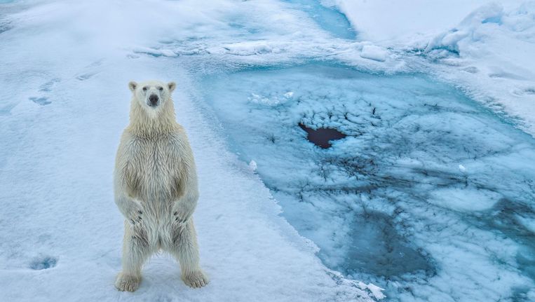 Een ijsbeer op Spitsbergen, waar managers van onder meer ING, Schiphol en de Gasunie de gevolgen van de opwarming van de aarde kwamen bekijken. Beeld getty