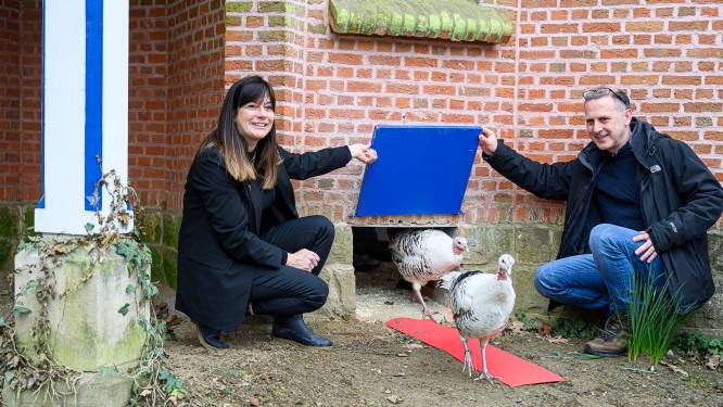 Erfgoedkippen van Rivierenhof krijgen nieuwe kooi