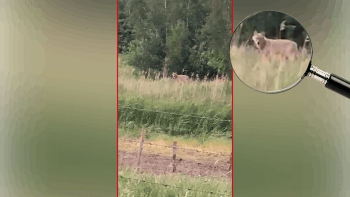 De wolf die inmiddels verantwoordelijk is voor de dood van 58 schapen in het gebied rondom Heusden is zondag opnieuw vastgelegd op camera. Dit keer terwijl hij in het gras staat aan de Voordijk in Vlijmen.