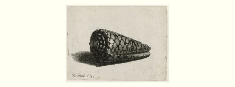 ‘De schelp’ (Conus marmoreus), Rembrandt van Rijn, 1650 
 Beeld Rijksmuseum