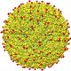 Antilichamen ontdekt die zikavirus kunnen neutraliseren
