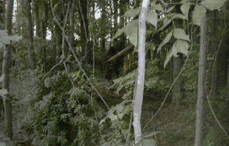 Still van een video van Bigfoot Global LLC waarop een vermeende Bigfoot of Sasquatch te zien is.