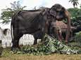 Na storm van protest: uitgemergelde olifant hoeft niet meer mee te lopen in parade in Sri Lanka