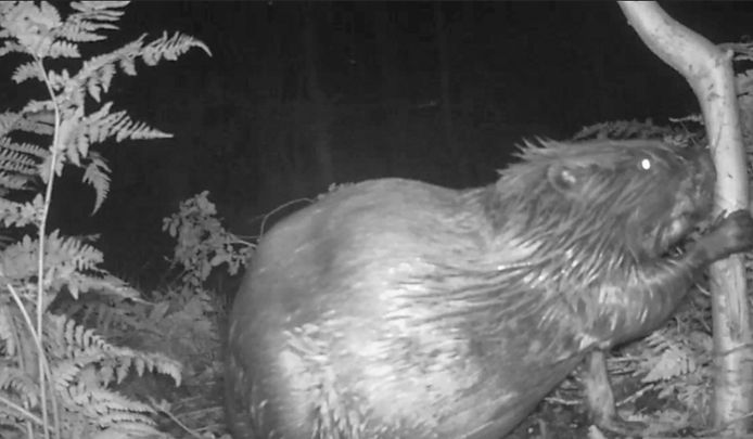 Een 'probleembever' in Drenthe, die ProRail met een wildcamera heeft gespot