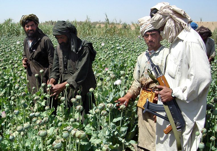 ‘De taliban verdient jaarlijks naar schatting 100 miljoen dollar aan de papaverteelt en de opium­productie.’ Beeld ASSOCIATED PRESS