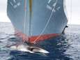 Japan wil weer op walvisjacht en overweegt uit Internationale Walviscommissie te stappen