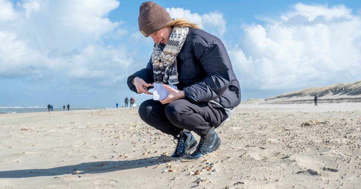 Oude en nieuwe schelpen gevonden tijdens teldag Oostkapelle