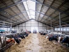 Planbureau: Groot deel boeren moet weg om aan stikstofregels te voldoen