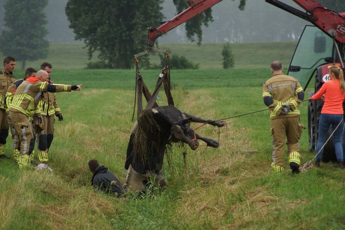 De brandweer heeft woensdagmiddag een koe uit de sloot bevrijd aan de Zuiderkanaalweg in Sprang-Capelle.