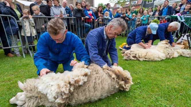 Schapen gaan over naar zomervachtje tijdens schapenscheerdersfeest
