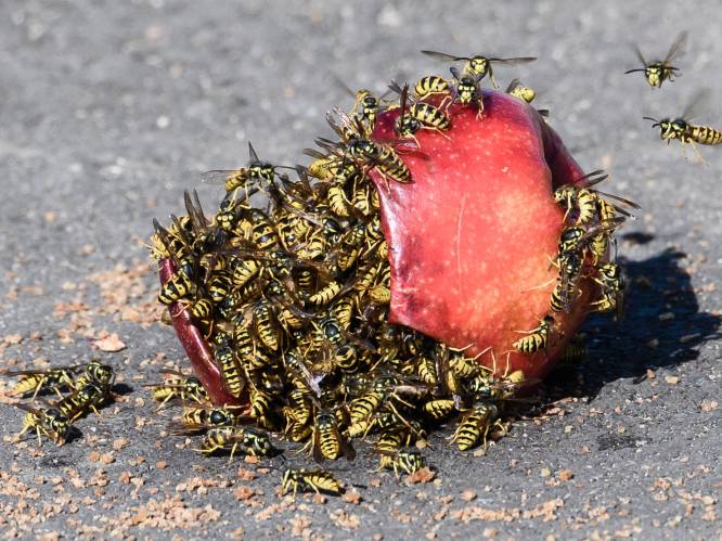 Waarom we bijen beminnen maar wespen haten: “Onterecht”, volgens experts