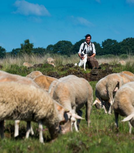 Meer zekerheid voor Overijsselse herders: provincie belooft nieuwe subsidie