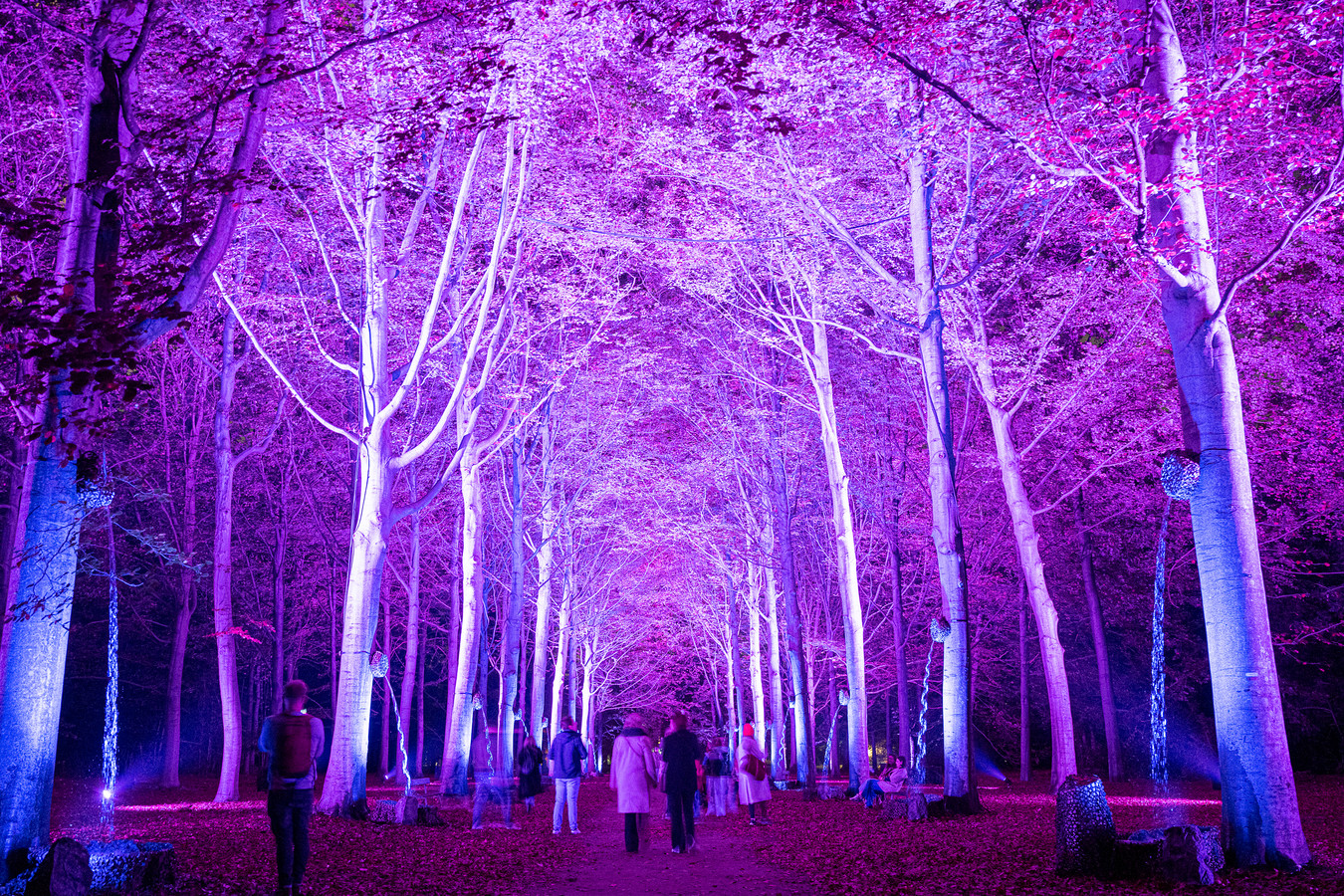 IN BEELD. Een zoete snoepgeur in het bos De Grote Schijn betovert het