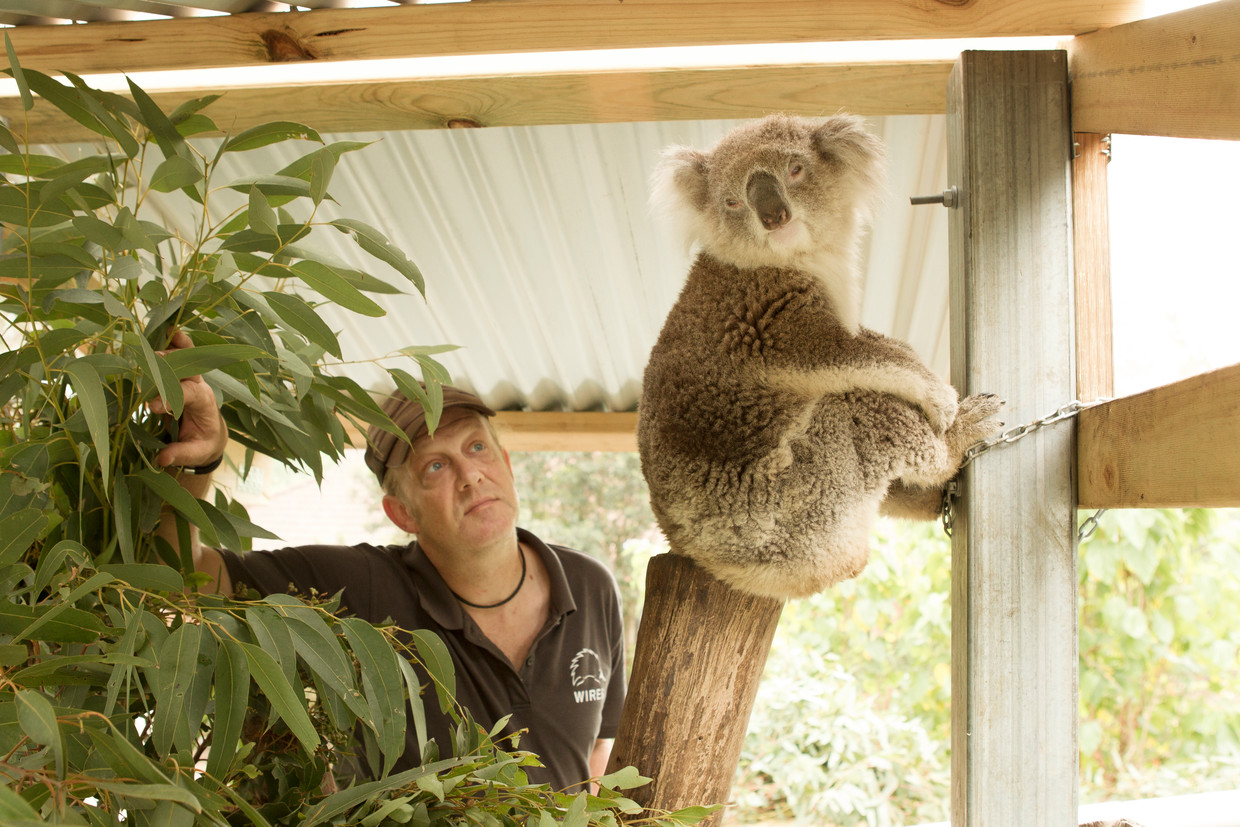 Vrijwilliger Morgan Philpott met Missy, een vierjarige koala die hij verzorgt.  Beeld Jacky Ghossein