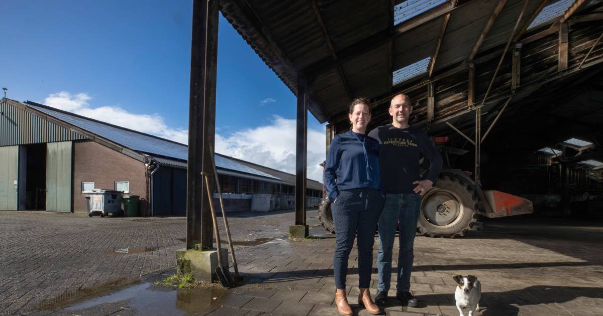 Boerin Maaike opent staldeuren voor theaterstuk over boerenleven: ‘Een kalverend koe hoort er gewoon