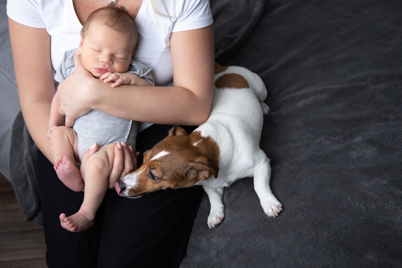 Waarom is je hond jaloers? En wat kan je daaraan doen? Foto hln.be