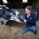 Kalveren houden zonder antibiotica: boerin Ilse is ervan overtuigd dat het kan