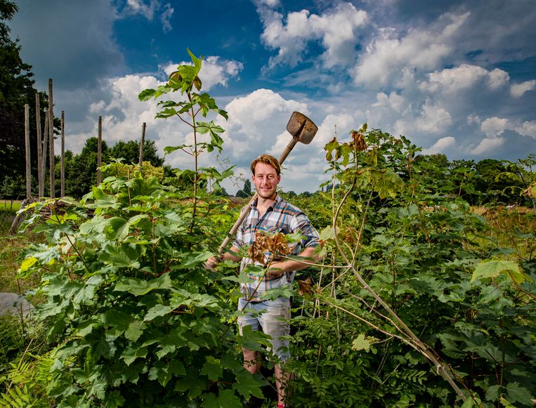 Milieugroepen geven een miljoen bomen gratis weg - Parool.nl