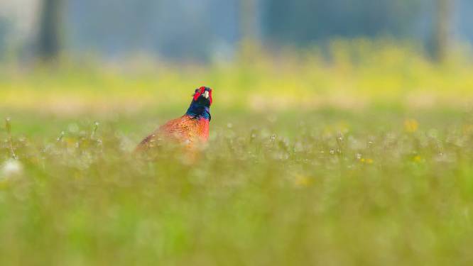Rauwe kreten, vleugelgeklap en een partijtje  kickboksen: ook bij de fazant is schoonheid niet voldoende om een lief te versieren