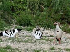 Kustbroedvogels aangewezen op kale terreinen: ‘Stinkende best doen om eilanden aantrekkelijk te houden’