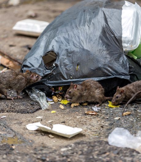 Zoetermeer doet onderzoek naar slimme rattenvallen, door pin in de rug is het ongedierte direct dood