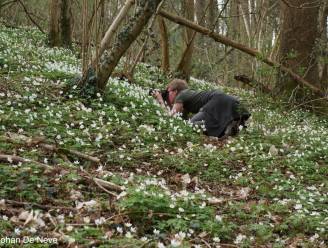 Lentebloeiers in het Duivenbos