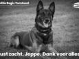 Joppe, één van de politiehonden van Politie Regio Turnhout, is zondagnacht ingeslapen na een lange strijd tegen kanker.