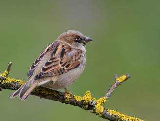 Steeds minder huismussenkolonies in onze tuin