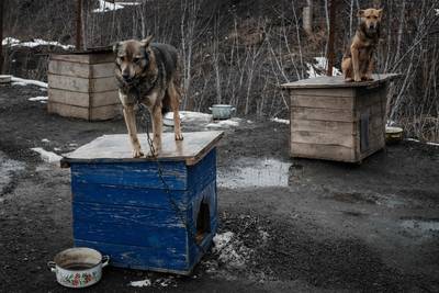 Dierenasielen in Oekraïne zitten overvol met achtergelaten en gewonde huisdieren: “We vinden niemand meer die wil adopteren”