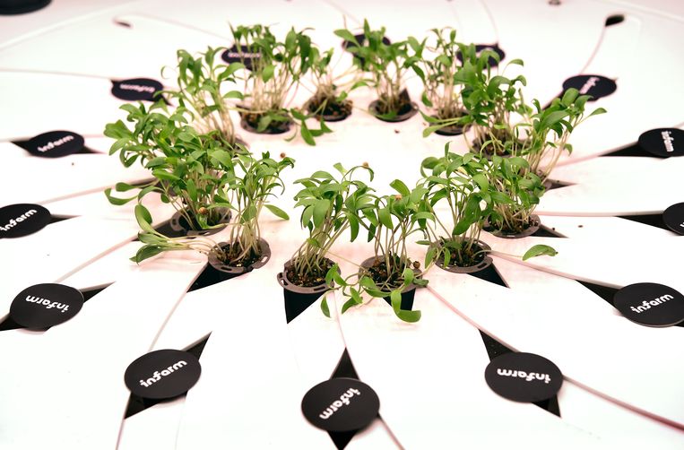 Deze plantjes in de Albert Heijn worden straks verkocht voor een prijs die vergelijkbaar is met gangbare kruiden. Beeld Marcel van den Bergh