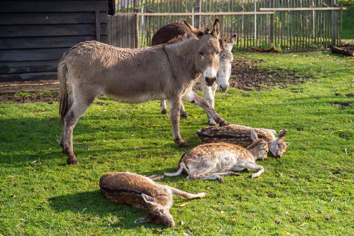 De twee aanwezige ezels in het Bergambachtse hertenkamp lijken afscheid te nemen bij de drie gestorven damherten door de herten te besnuffelen en met hun poot te aaien.