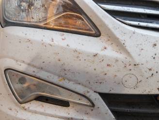 Steeds minder dode insecten op je auto en dat is geen goed teken