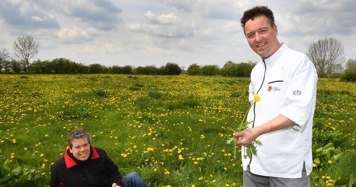 Durf je het aan, bier van ‘pisbloemen’?