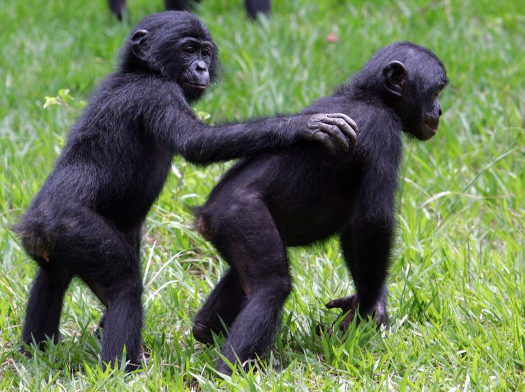 Bonobo's voelen medeleven met anderen, zegt Mariska Kret.  Beeld anp