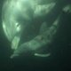 Zeldzame 'winterdolfijn' geboren in Dolfinarium