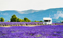 Met de camper door de lavendelvelden in de Provence.
