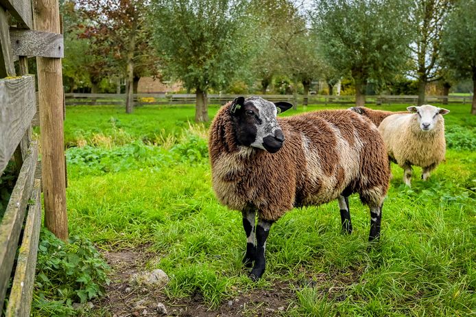 Nachtvorst Kan Schapenboeren Niet Snel Genoeg Komen: Vijftien Besmettingen  Met Blauwtong In Tynaarlo | Tynaarlo | Ad.Nl