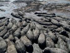 Vast in de modder: nijlpaarden dreigen te sterven door enorme droogte in Botswana