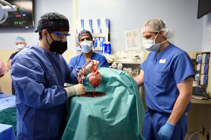 Chirurgen tijdens de transplantatieprocedure, met het donorhart. David Bennett (57) kreeg tijdens deze operatie als allereerste mens een varkenshart.