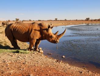 Nooit eerder zoveel bedreigde neushoorns gestroopt in Namibië